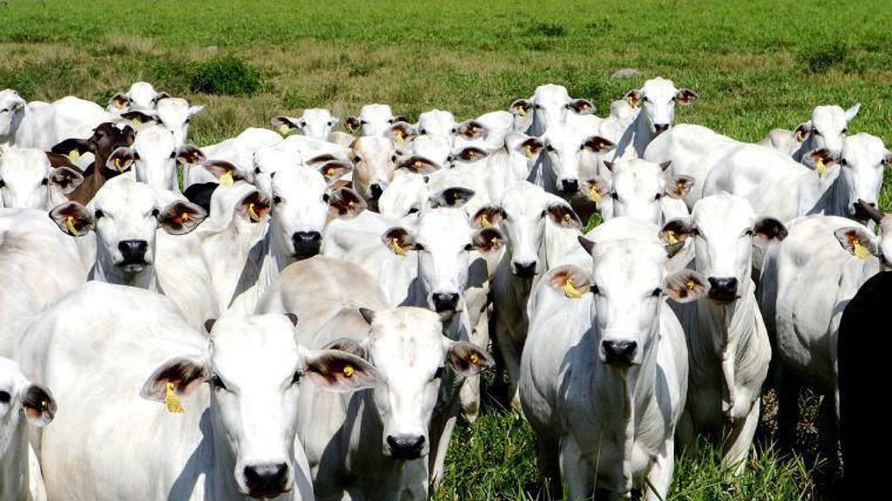 Abate de bovinos no brasil recua 21,6% em julho de 2026