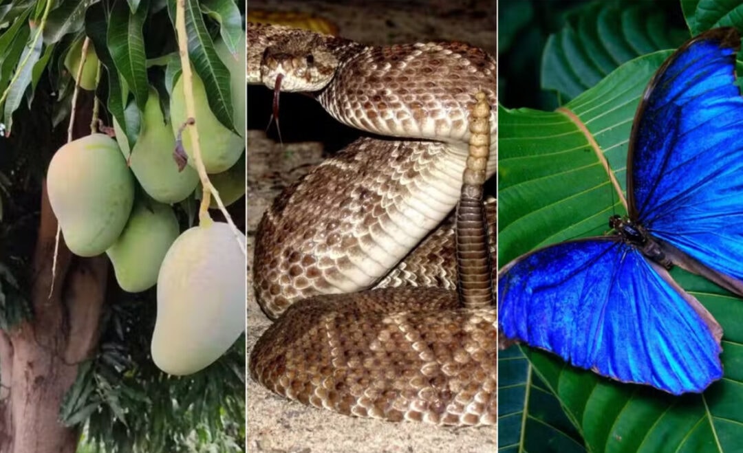 Petrobras se inspira em fruta, serpente e borboleta para dar nomes aos poços que pretende perfurar no Amapá