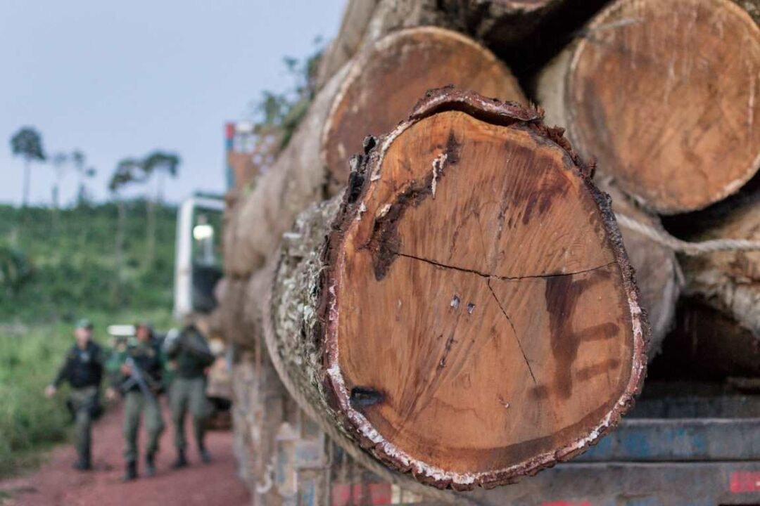 Análise de isótopos pode auxiliar no combate ao comércio ilegal de madeira da Amazônia, mostra estudo
