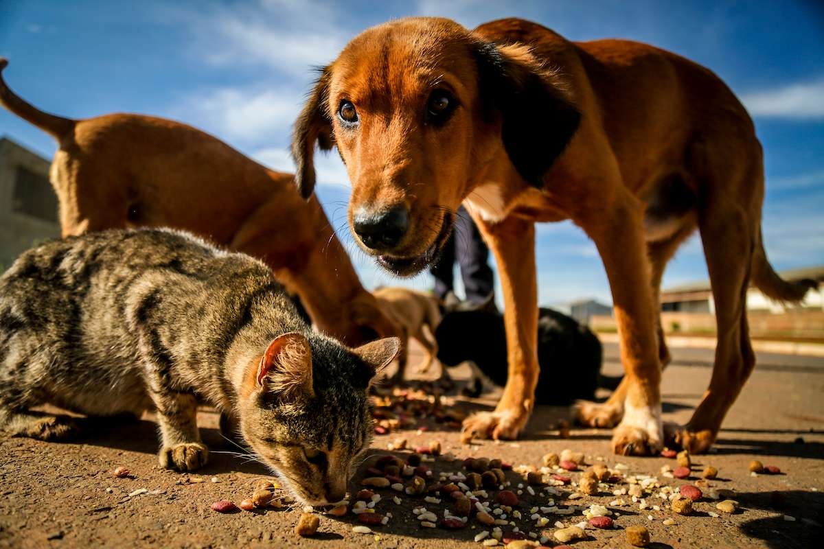 Castração de cães e gatos: DF abre 1,8 mil vagas na próxima semana