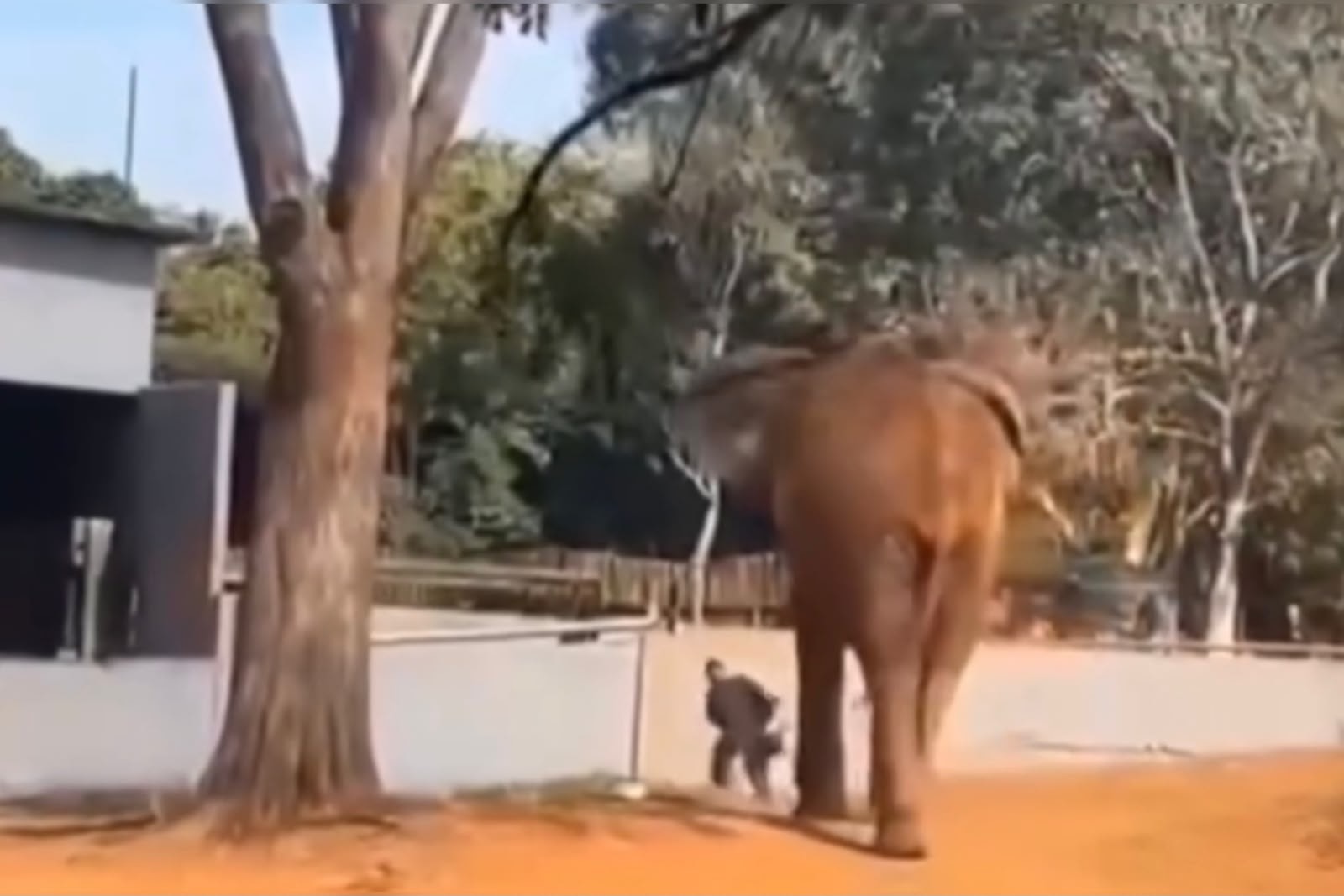 Zoo de Brasília avalia manutenção no recinto do elefante após invasão