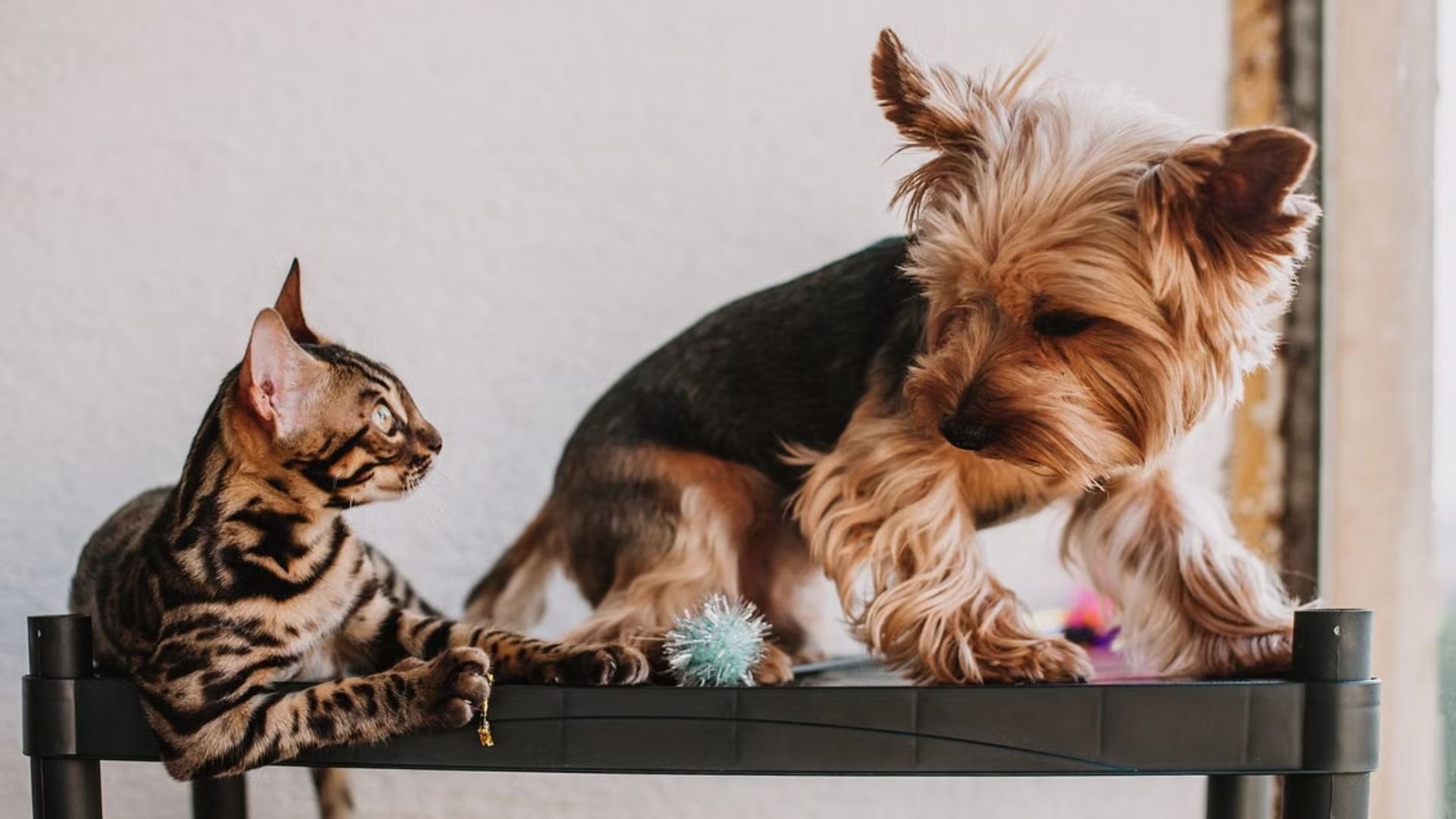 ONG promove feira de adoção com oficina de pintura ao lado dos pets em SP