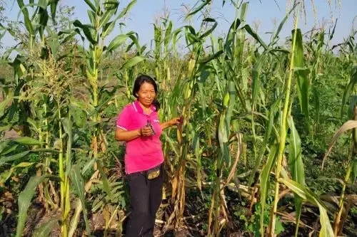 Fruta nativa da América do Sul, milho roxo quebra barreiras e cresce na Amazônia