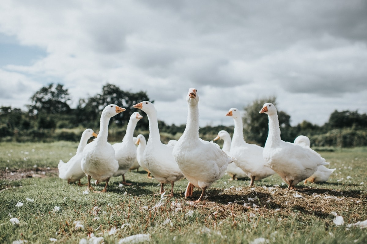 Lula sanciona lei que proíbe venda e consumo de foie gras no Brasil