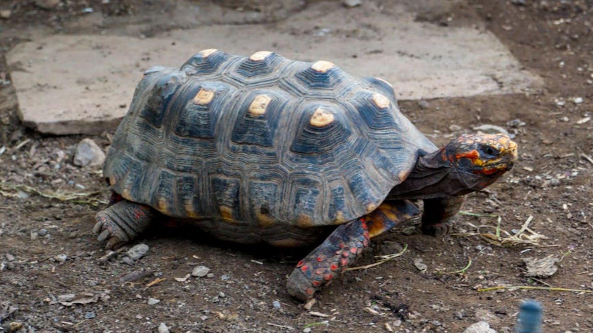 Dia Internacional da Tartaruga: qual a velocidade máxima do animal?