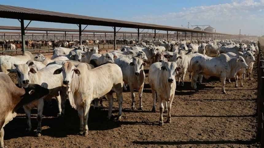 Seleon projeta crescimento de até 20% em meio à expansão da pecuária