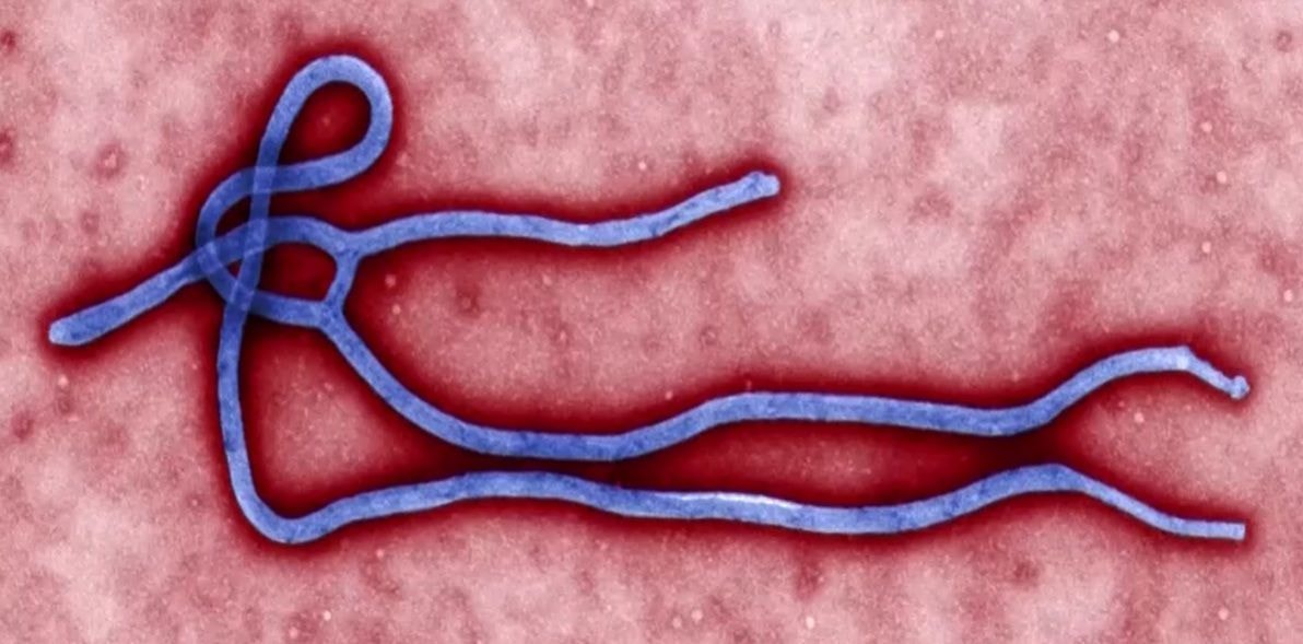 OMS diz que testes contra cepa do Ebola da RD Congo são promissores