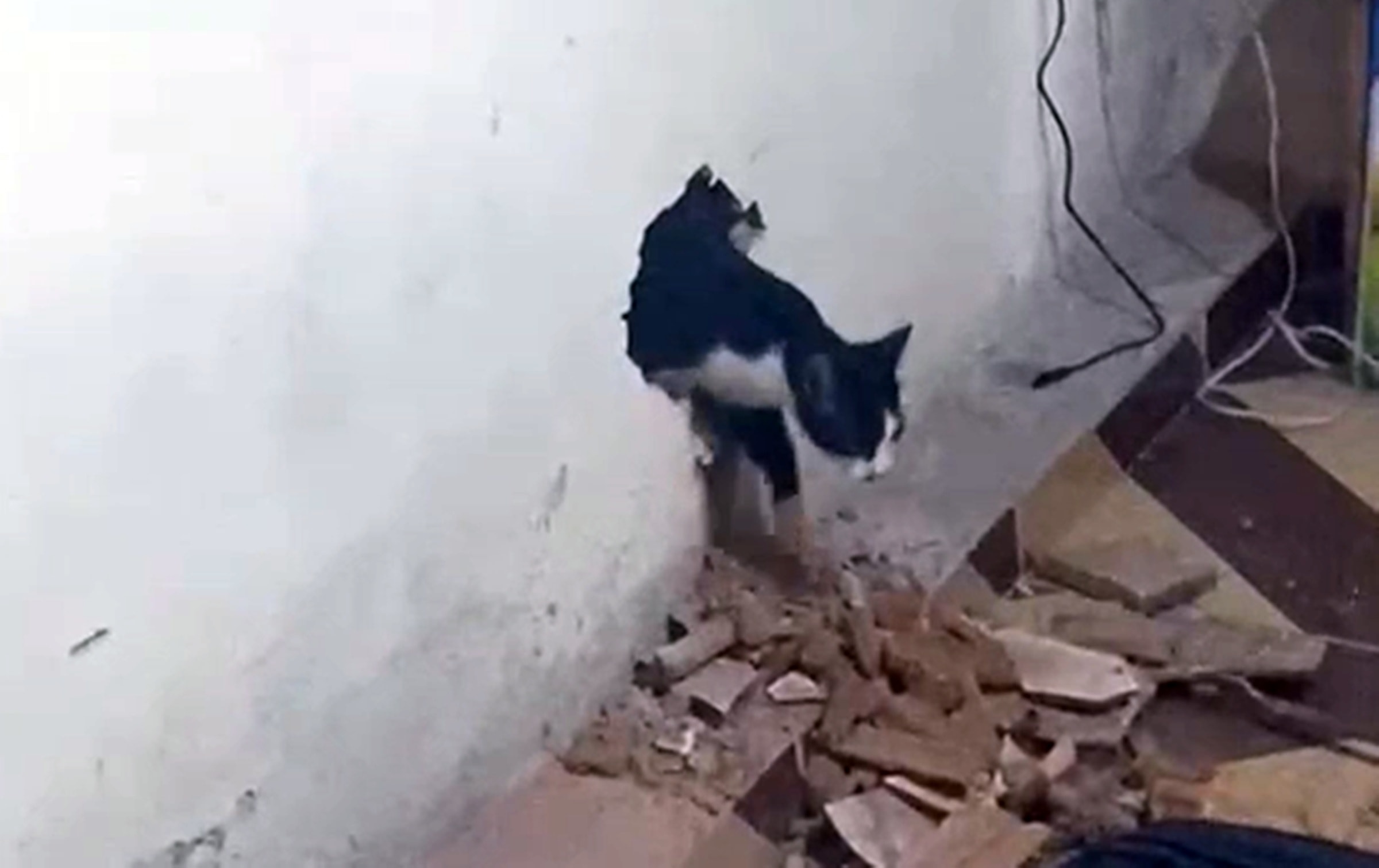 MG: gato assusta família, mas se salva após ação dos bombeiros. Vídeo