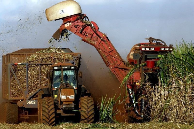 Geada vira desafio para viticultores do Rio Grande do Sul
