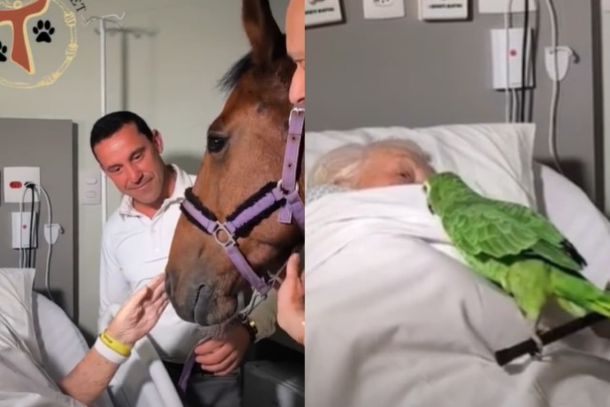 Cavalo, papagaio e galinha visitam pacientes em hospital de SP. Veja vídeo