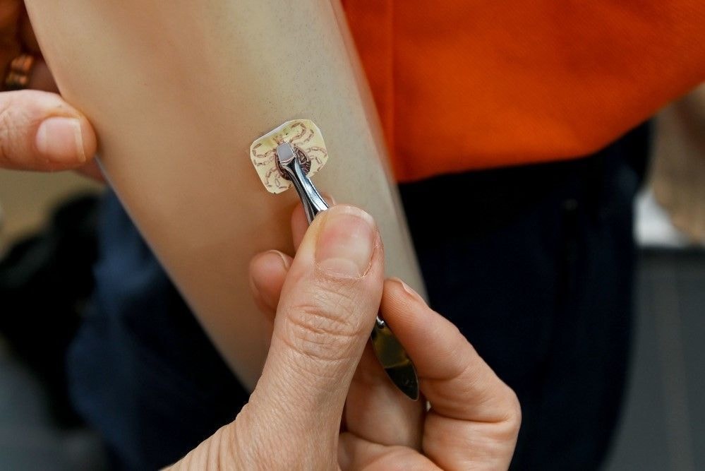 SP registra primeiro caso de gripe aviária de 2026 em ave silvestre