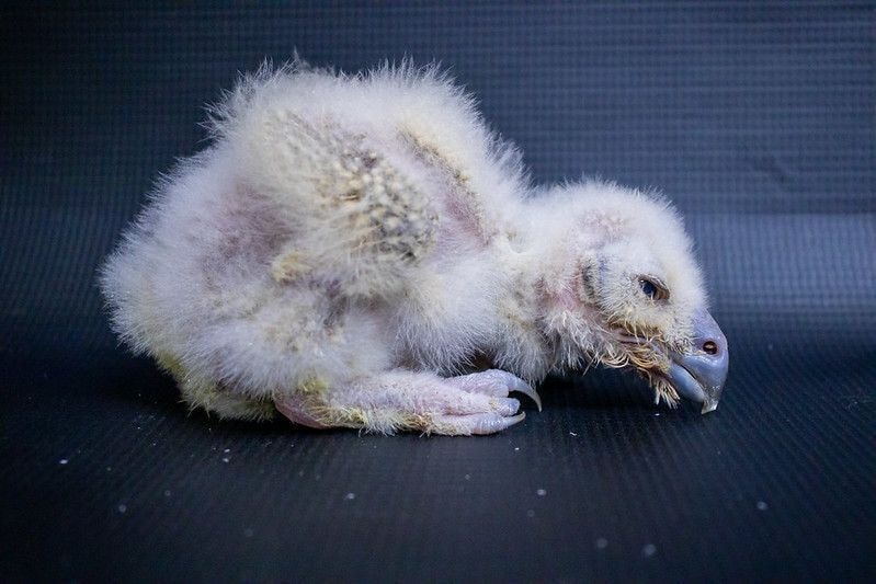 Quatro corujas-águia nascem no Zoológico de São Paulo; identificação do sexo sera feita via exames de DNA