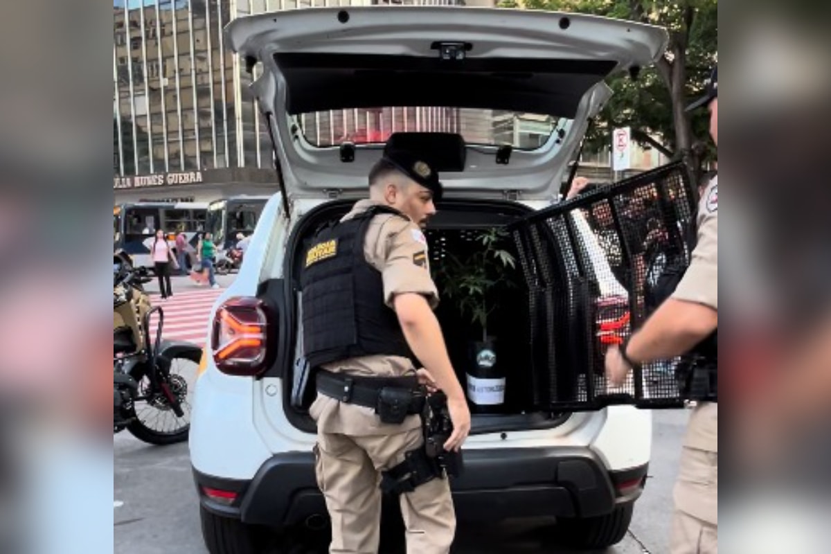 Saiba o que aconteceu com o pé de maconha que foi levado de camburão em BH