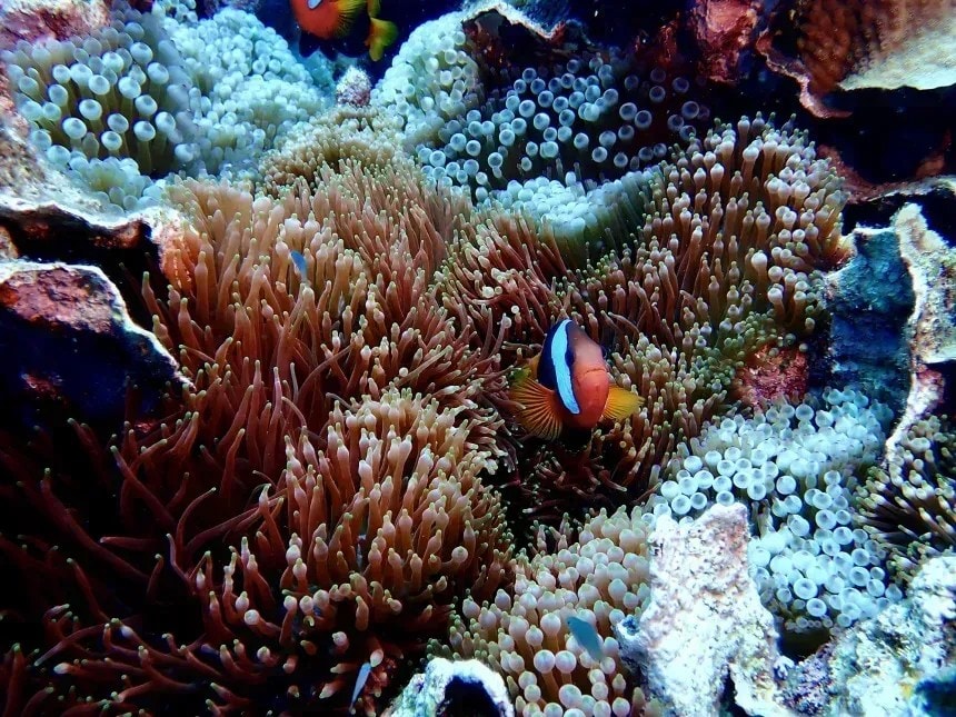 Cemitério de baleias guarda mais do que ossos no fundo do mar