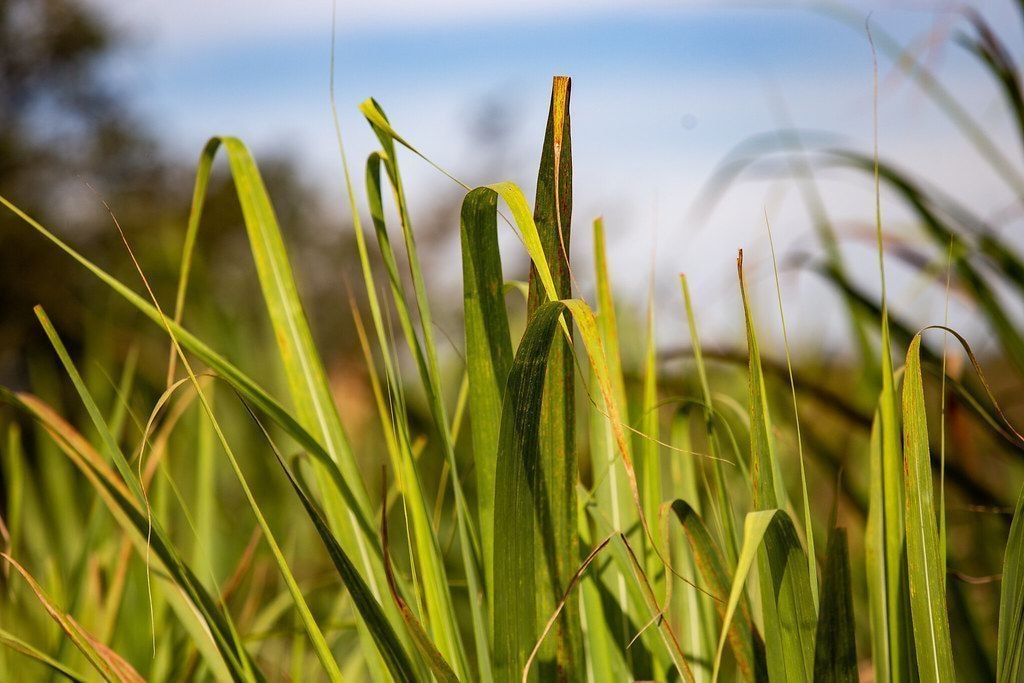 Café arábica avança 3,30% na bolsa de Nova York com temor sobre o El Niño