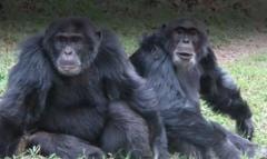 A primeira 'guerra civil' entre chimpanzés registrada por cientistas