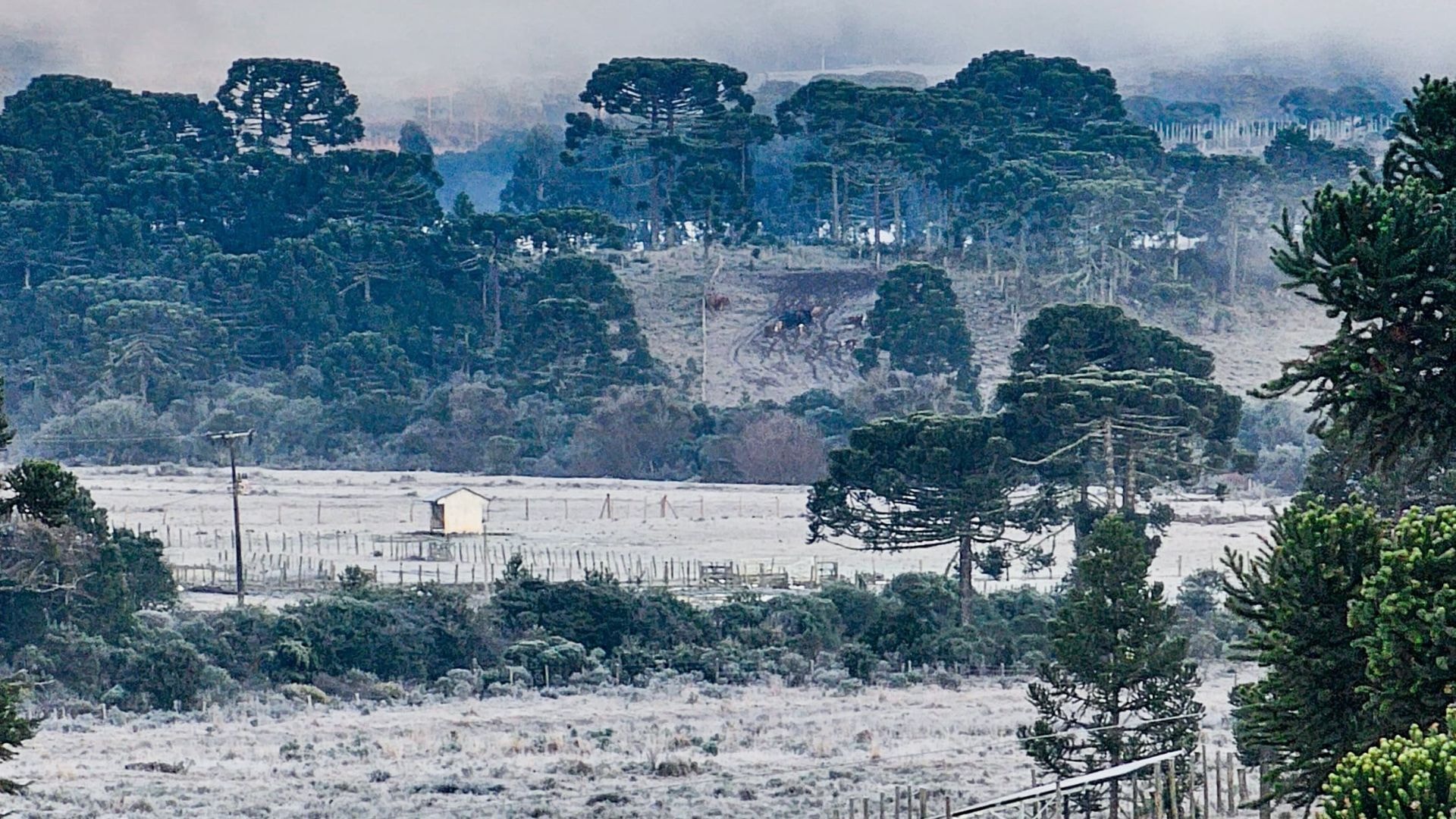 Massa de ar polar traz geada e derruba temperaturas no Sul do Brasil