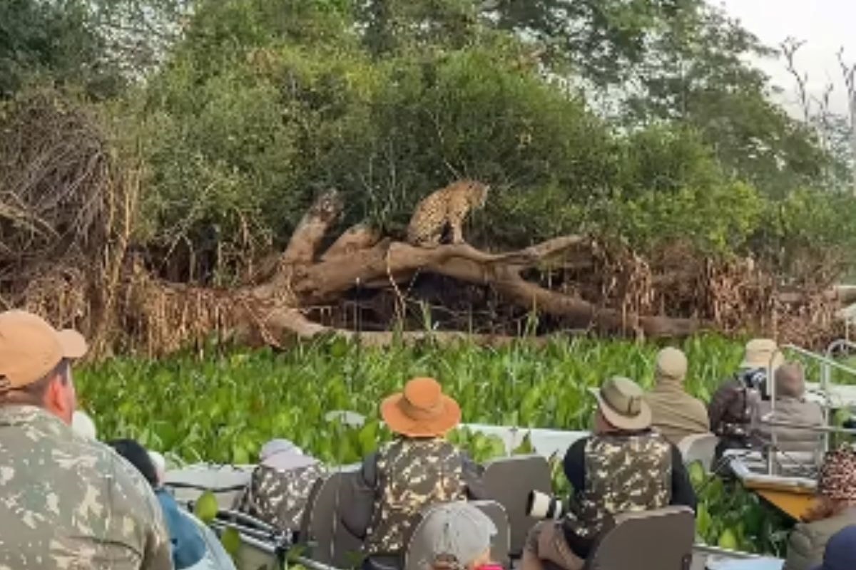 Turistas causam "engarrafamento de barcos" para ver onça no Pantanal
