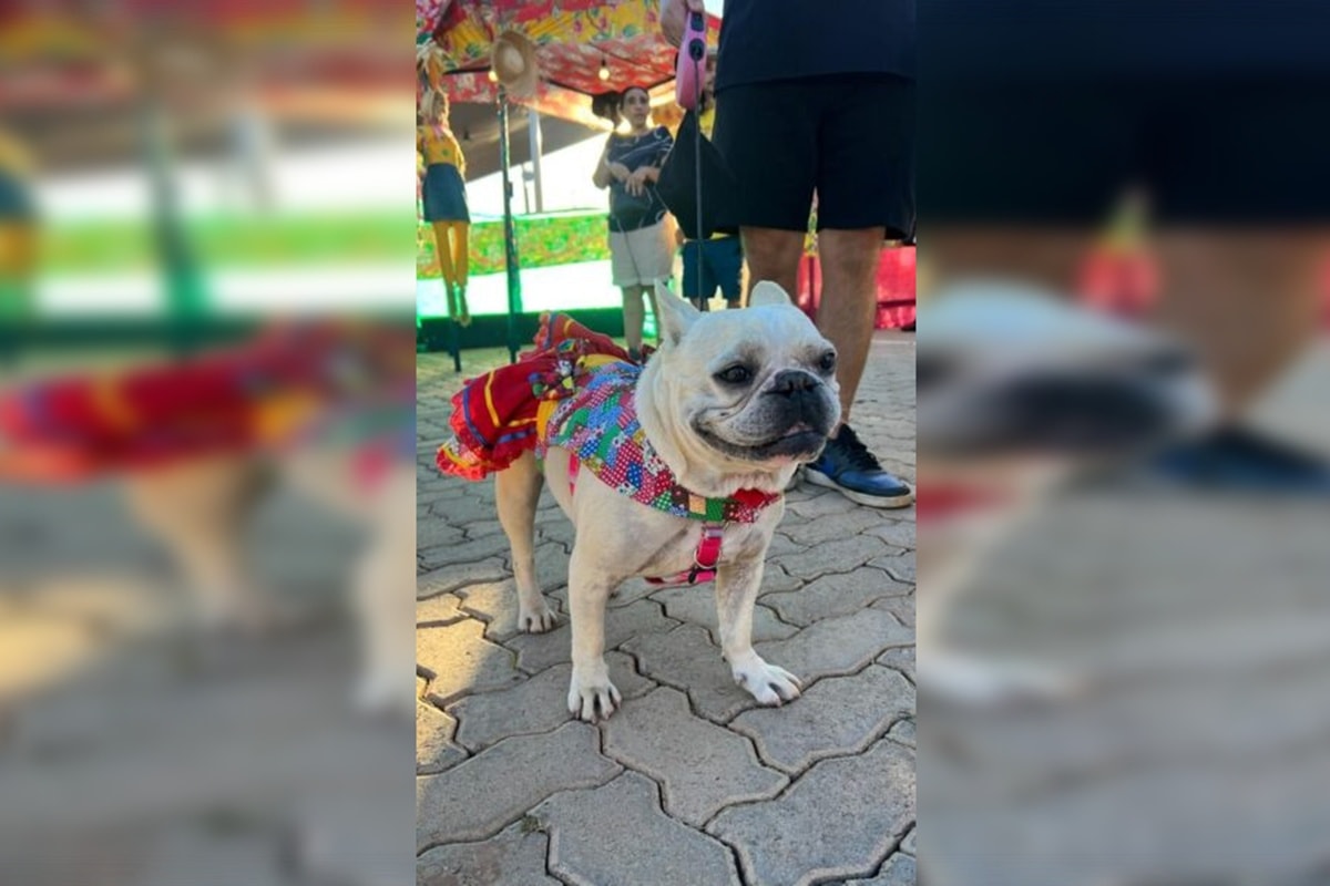 Arraiá solidário arrecada recursos para projetos voltados à proteção animal