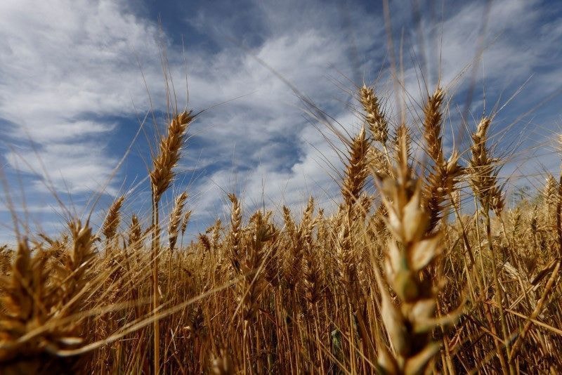 Rio Grande do Sul começa a colheita de trigo, diz Emater