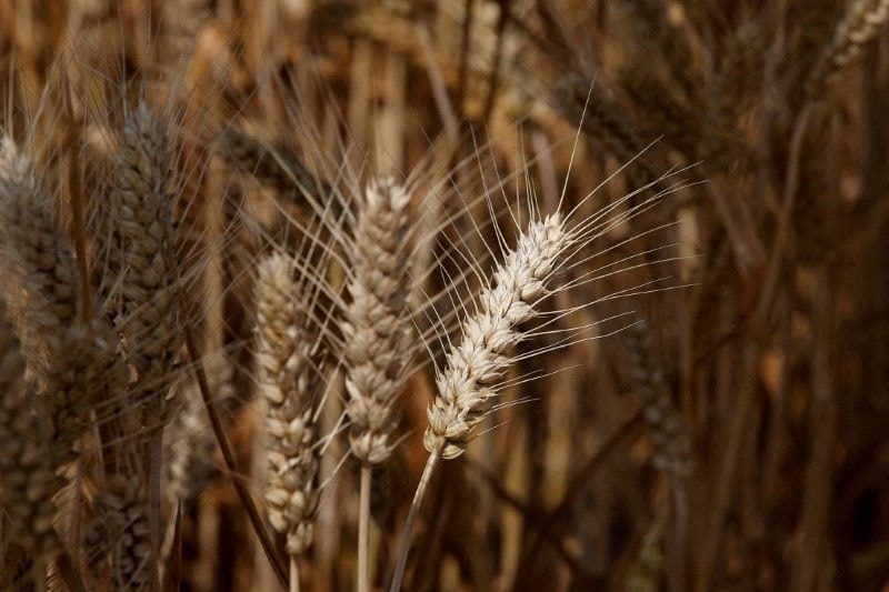 USDA mantém boas condições para lavouras de milho e soja nos EUA