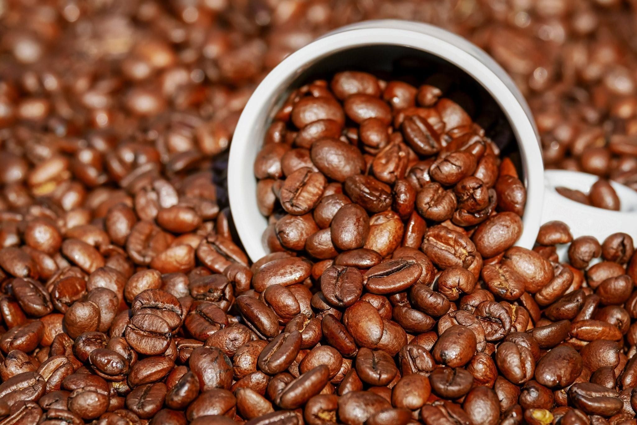 Café recua 2,36% em Nova York com melhora nas condições de safra do Brasil