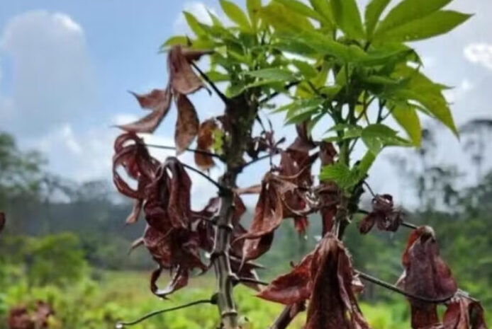 Presidente Figueiredo, no Amazonas, mantém cultivo do cupuaçu mesmo com doença da vassoura-de-bruxa