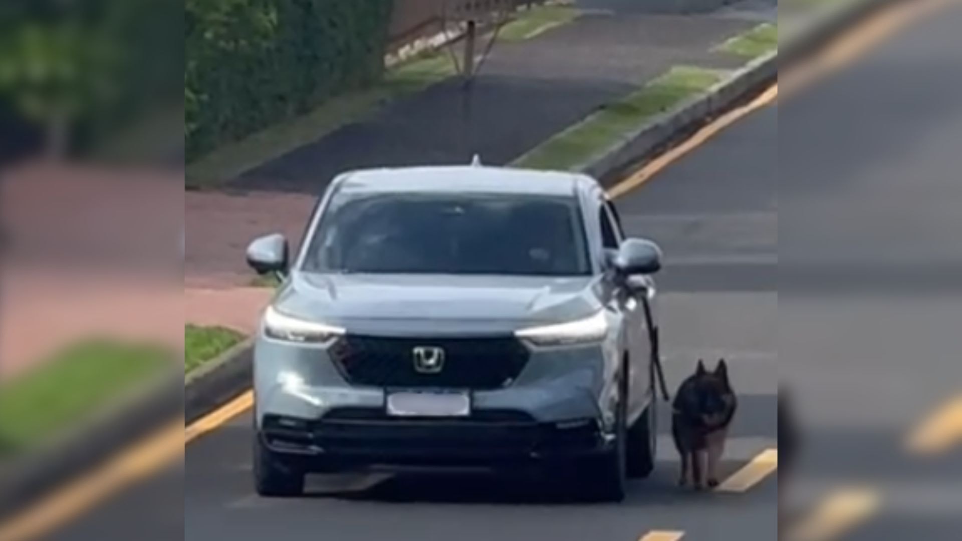 MPRS denuncia casal por morte de cão “Branquinho” e maus-tratos a animais