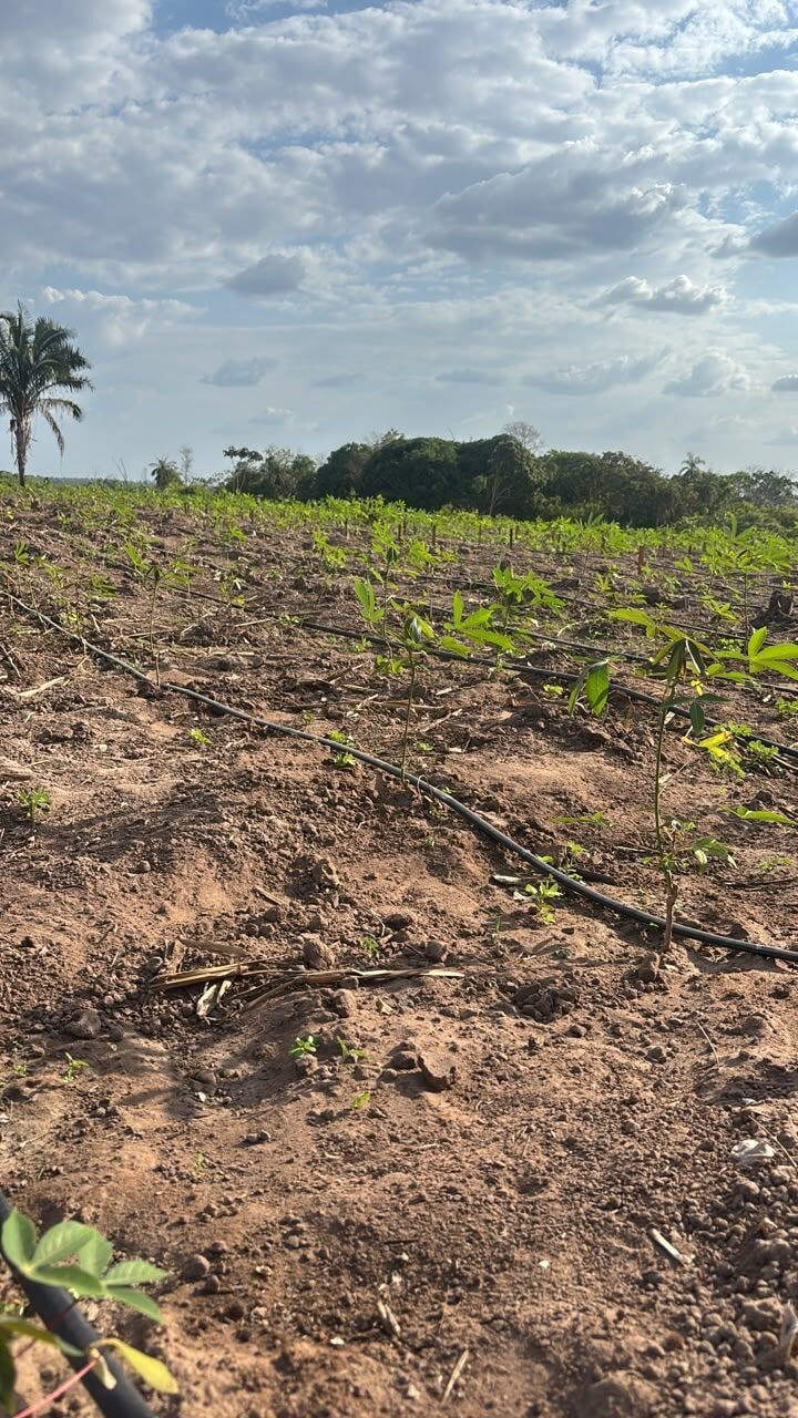 Embrapa implementa unidades de referência tecnológica para produção da mandioca no Maranhão