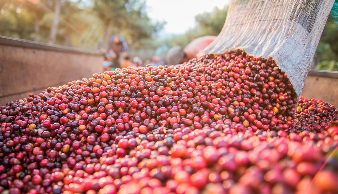 Café fecha em alta em Nova York após semana de baixas