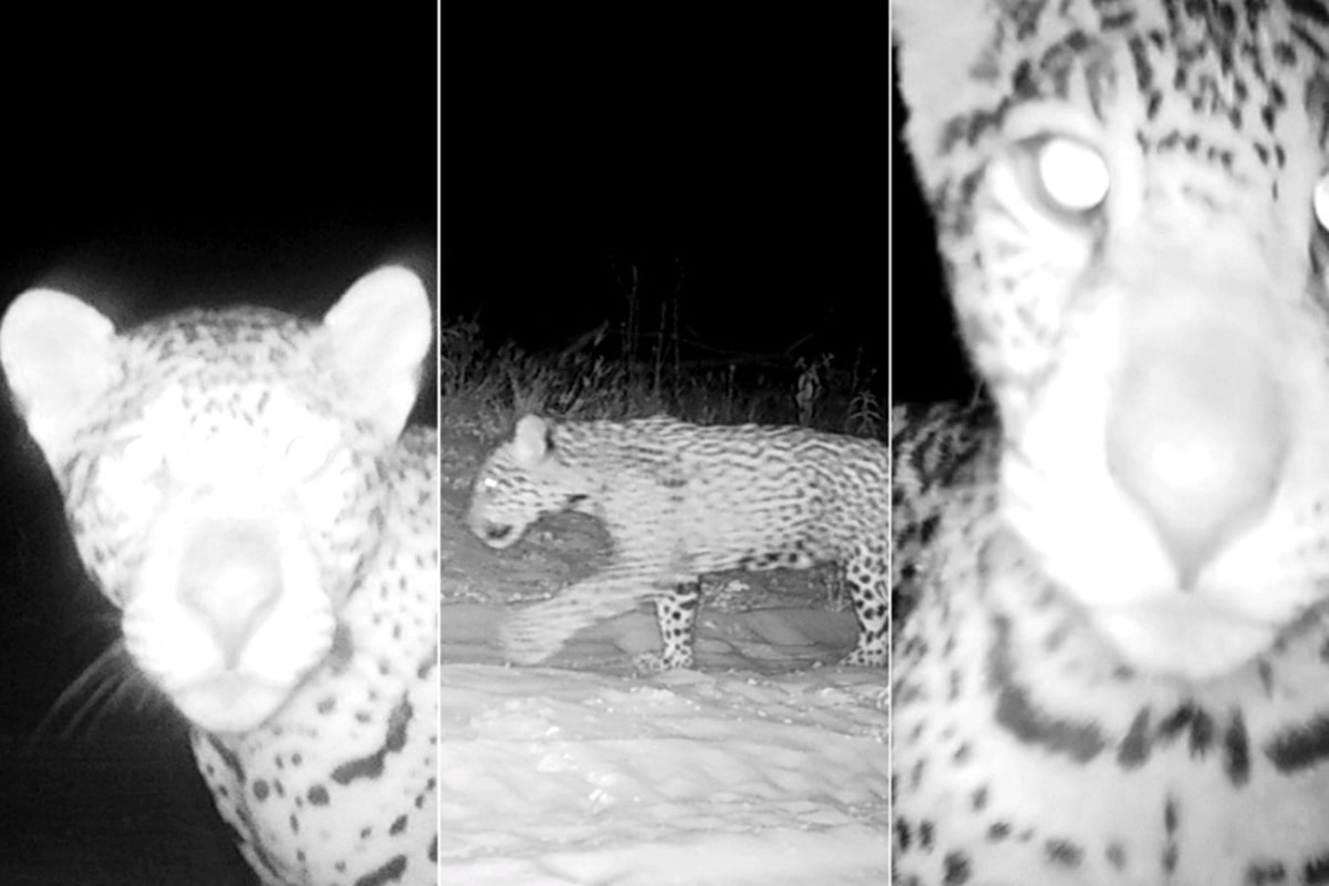 Filhotes trigêmeos de onça-pintada são batizados em MG; veja nomes