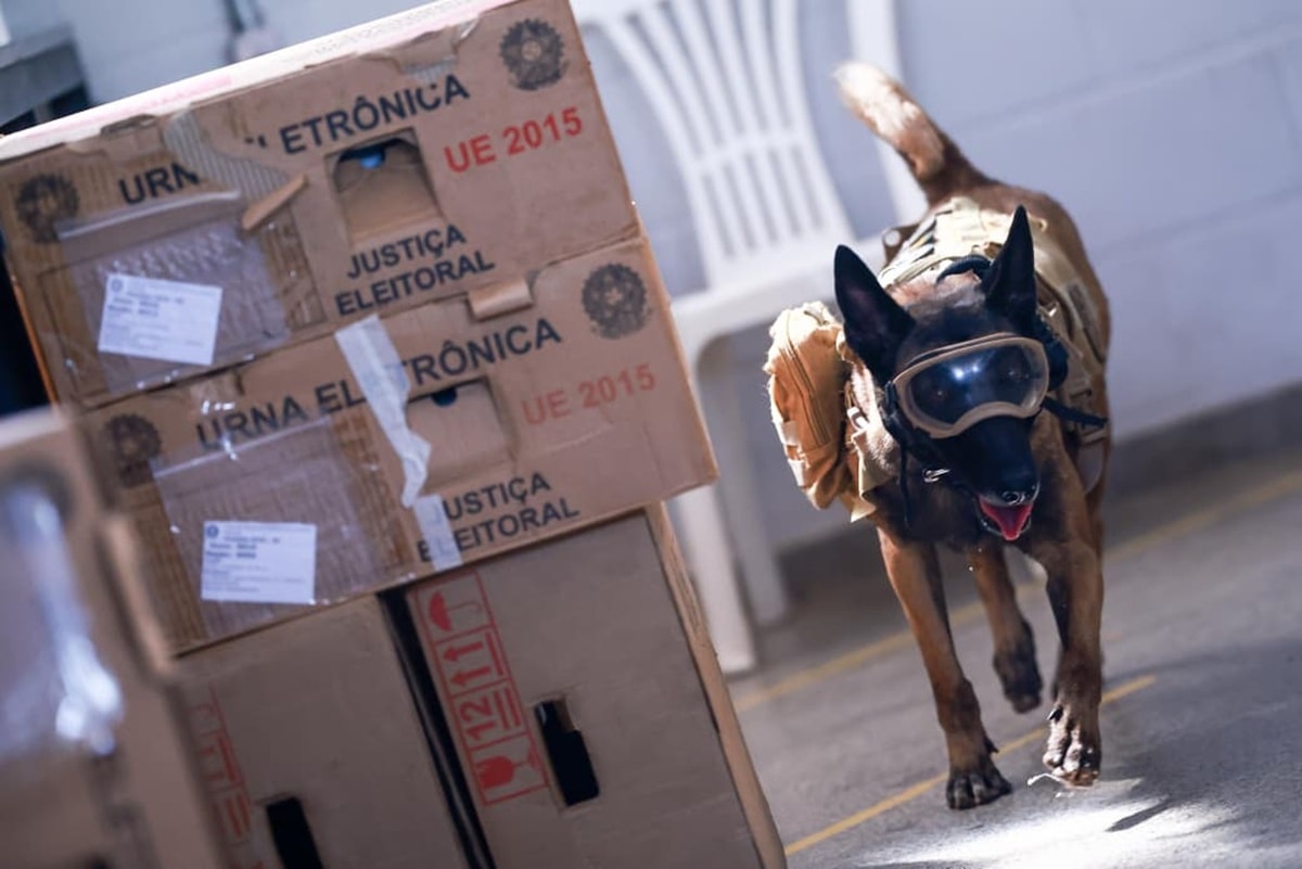 Cães farejadores da PMDF vistoriam urnas eletrônicas a 5 dias do 2° turno