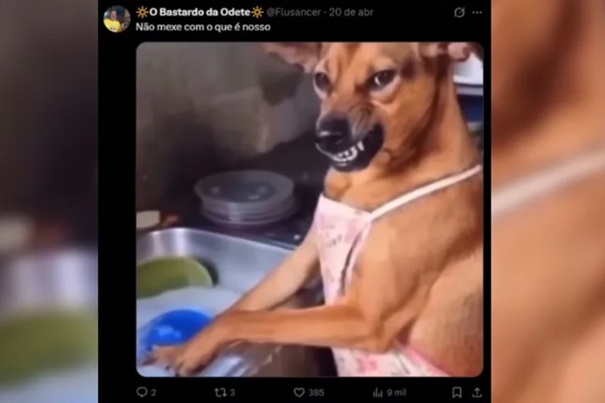 Cachorro caramelo é raça do México? Decisão revolta brasileiros: “Vão comer abacate”