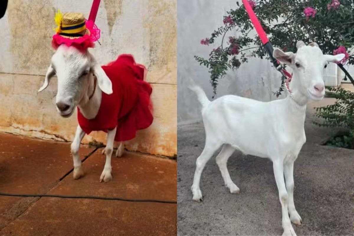 Diva! Cabrita que usa coleira e roupas sob medida vira celebridade