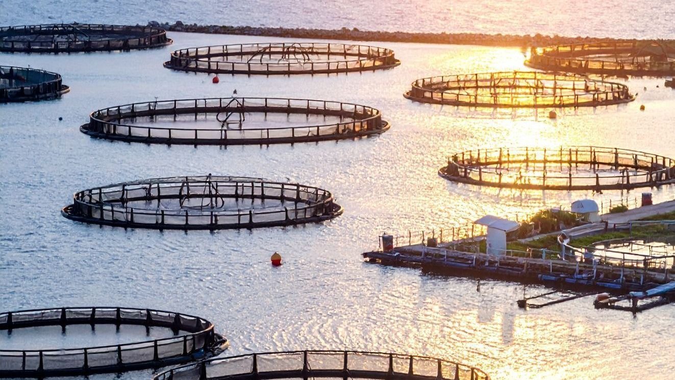 Mercado de tilápia no Brasil prevê equilíbrio no segundo semestre