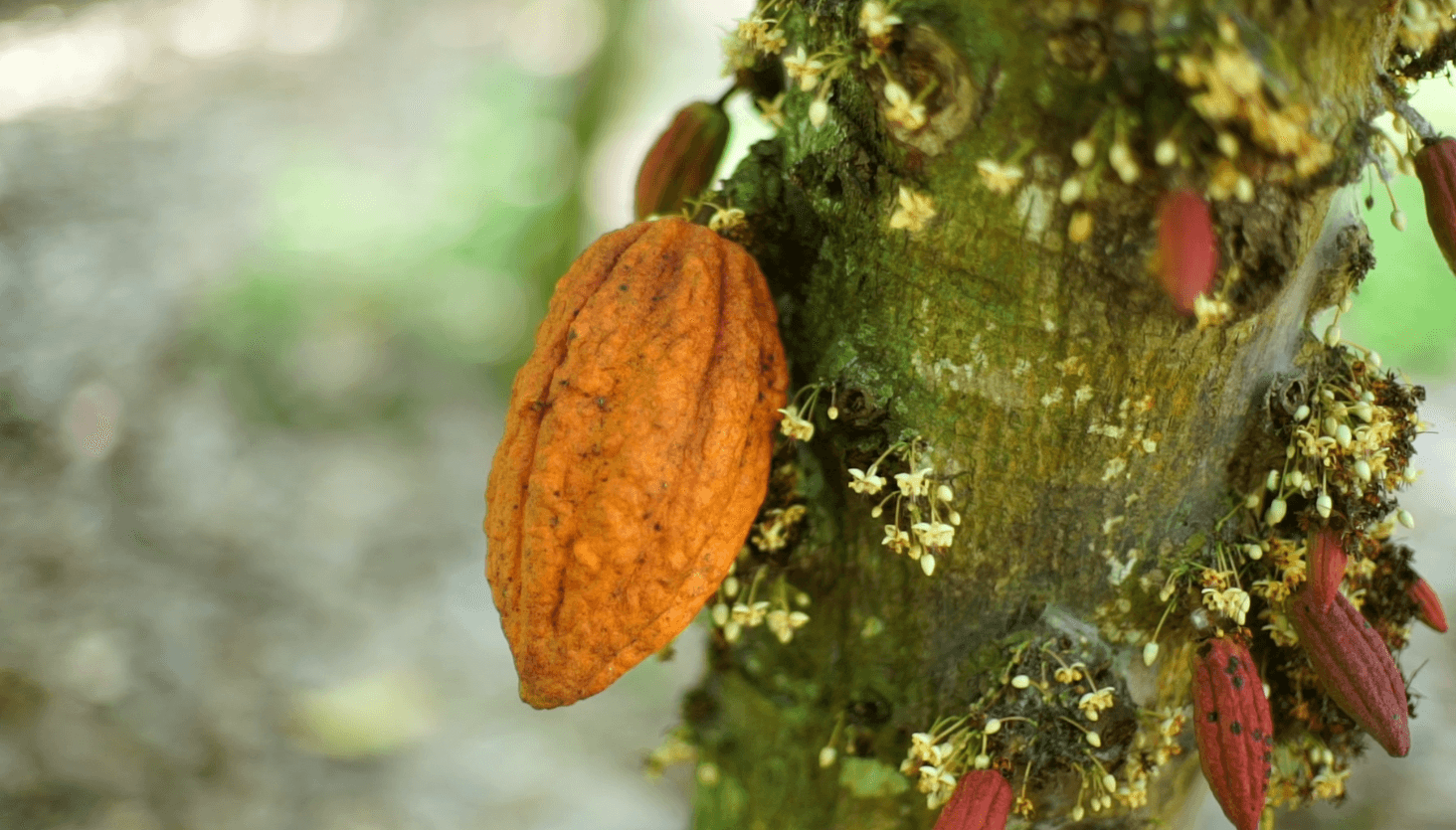 Cacau avança 3,6% em Nova York com tensão no Estreito de Ormuz