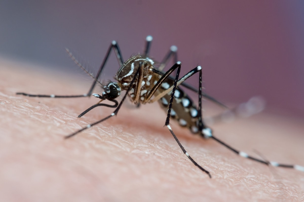 Dengue: o maior perigo da sua casa pode estar onde você menos imagina