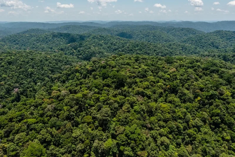 Amazônia apresenta menor área sob alerta de desmatamento nos últimos 10 anos