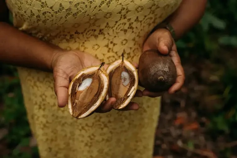 Treinamento sobre babaçu reúne pesquisadores e quebradeiras de coco no Maranhão
