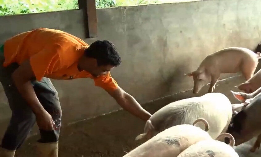 Livre de peste suína, Amapá quer liberar comércio de carne para outros estados e países