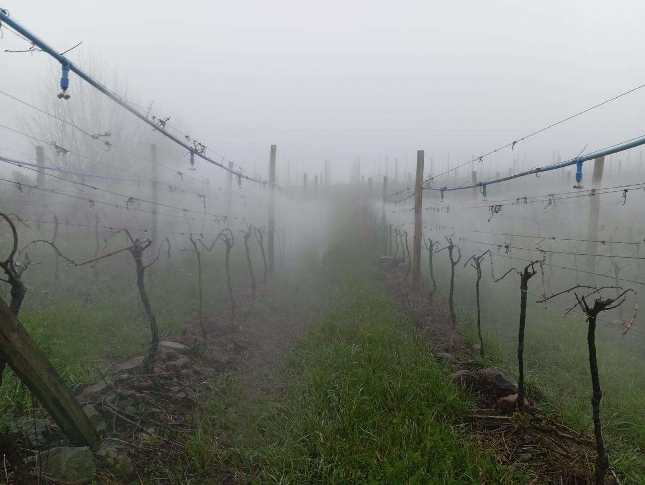 Goiás amplia produção de vinhos e ganha espaço no mapa da vitivinicultura