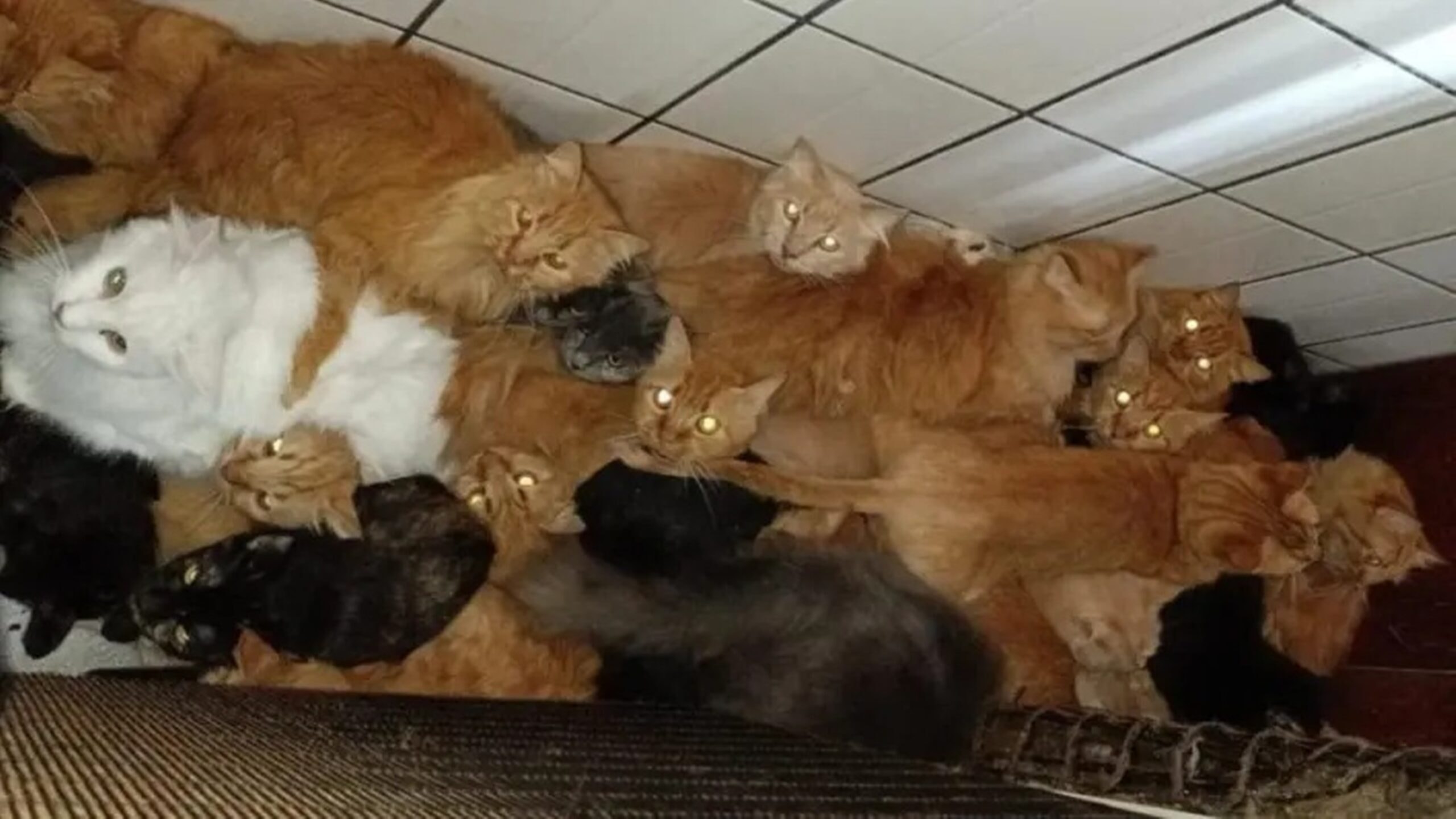 O que se sabe sobre o apartamento com mais de 400 gatos em SC