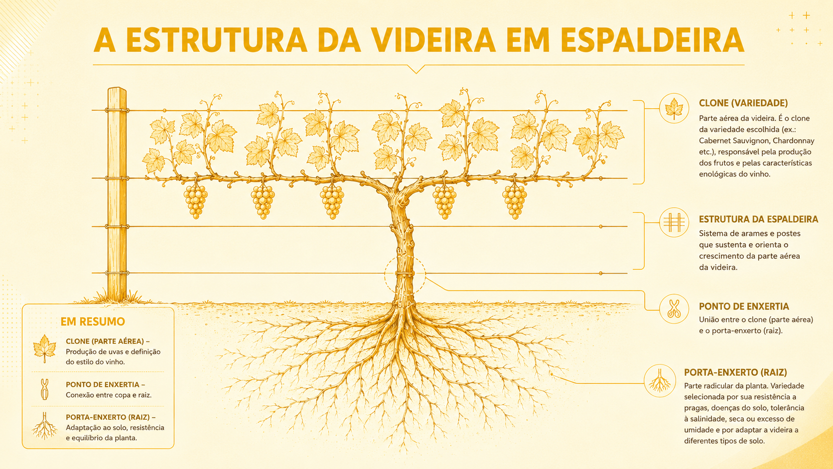 Seleção de clones de videiras origina novo estilo da uva Malbec no Brasil