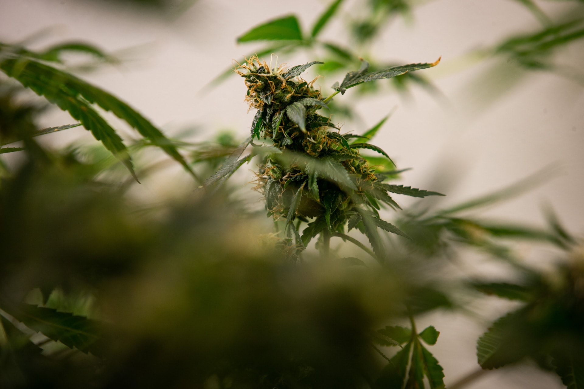 Homem poderá cultivar 174 pés de maconha para tratar ansiedade e TDAH