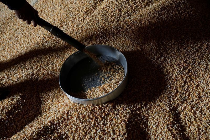 Estimativa de produtividade do algodão sobe em Mato Grosso
