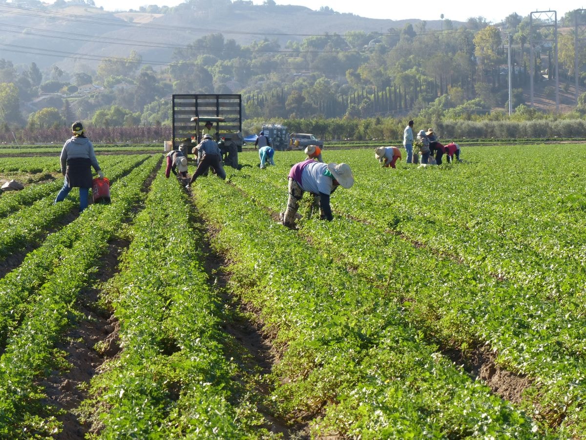Defesa agropecuária: proteção de um setor capaz de alimentar o mundo todo