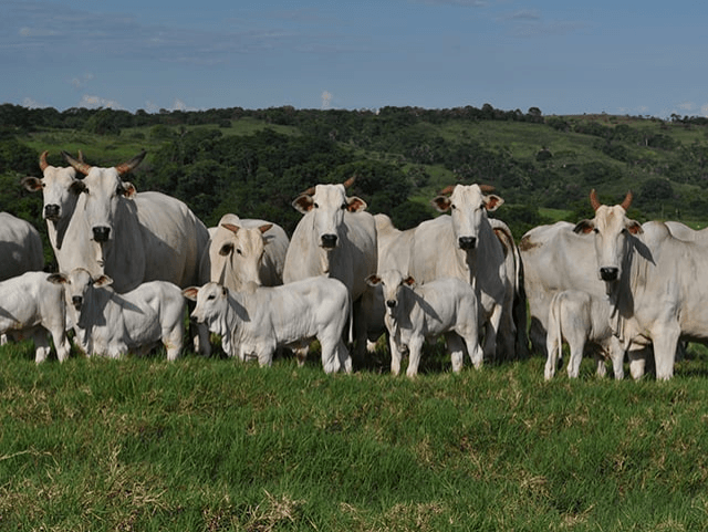 Mato Grosso projeta crescimento de 55% no confinamento em 2026