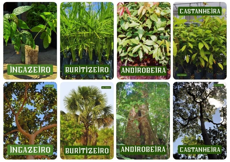 Jogo da memória reúne informações sobre oito árvores amazônicas