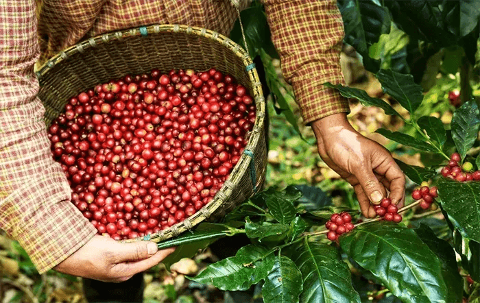 Café arábica sobe 1,68% em Nova York após três semanas de perdas