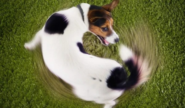 Pets e bebês estão compartilhando os mesmos nomes, aponta pesquisa